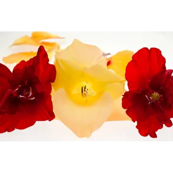 Fresh Gladiolus Flower